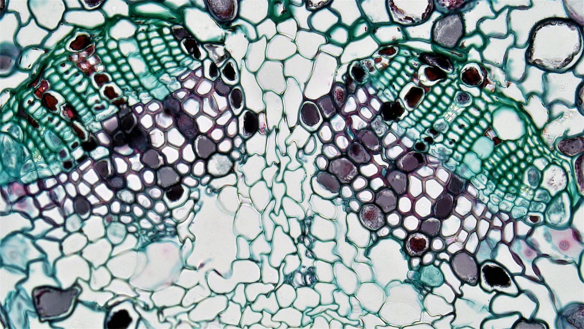 antifouling nanofiltration membranes